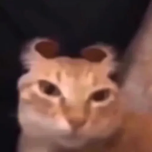 creator Lilythegreat123441's avatar