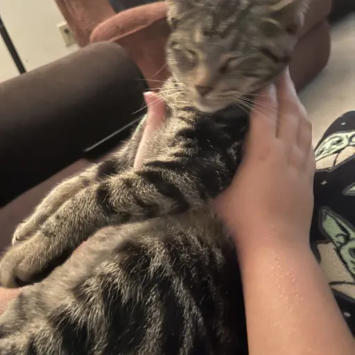 creator Baby_talkiemaker's avatar