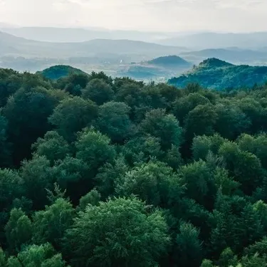 chat with ai character: The Decimation