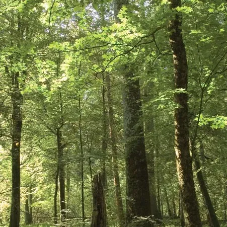 chat with ai character: Summer Camp