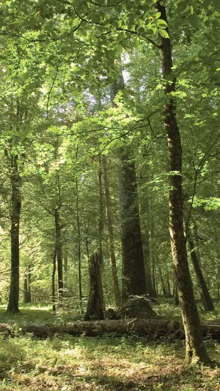 ai character: Summer Camp background