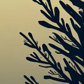 chat with ai character: SMC AND CAC
SMC
SM