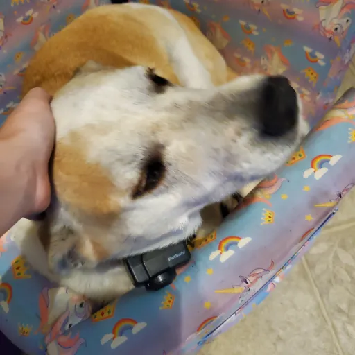 creator urgirlviolet123456's avatar