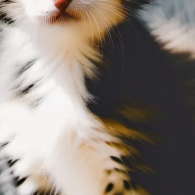 chat with ai character: Lulu🎀⭐️