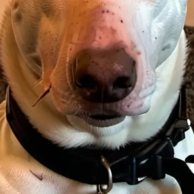 chat with ai character: Copy dog.