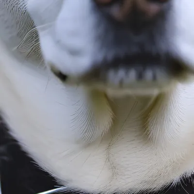 chat with ai character: Doggy sillykitty