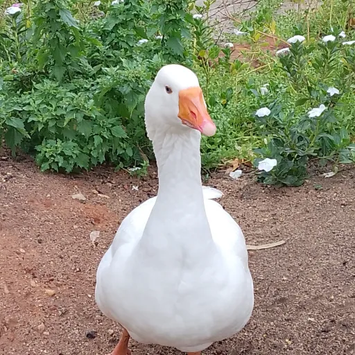 creator Random_😁👍's avatar