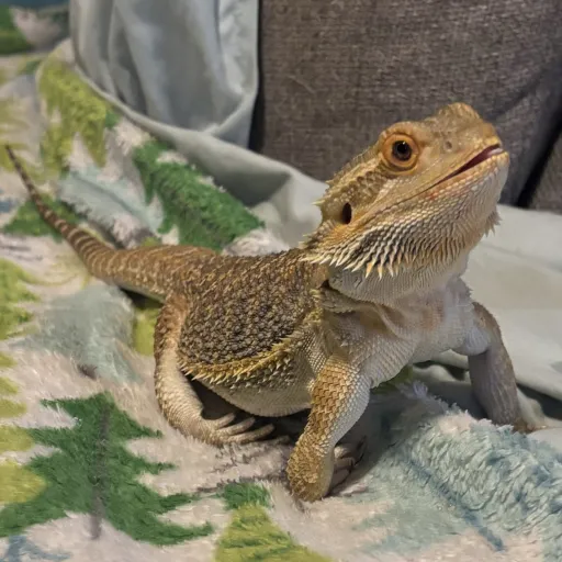 creator ★~Silly Billy~★'s avatar