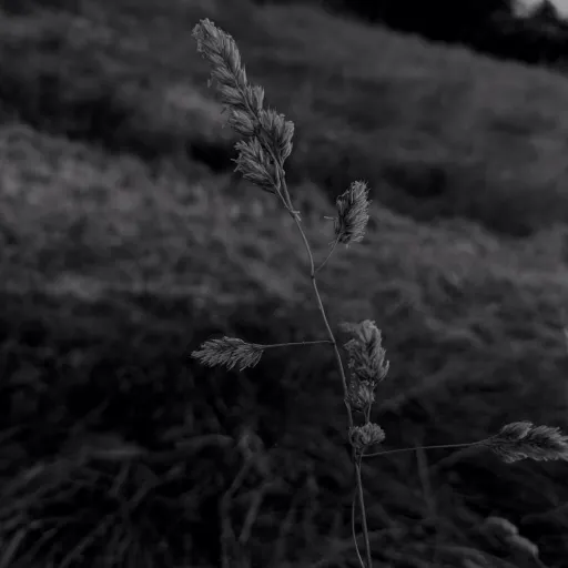 creator 👆🔫 top gun's avatar