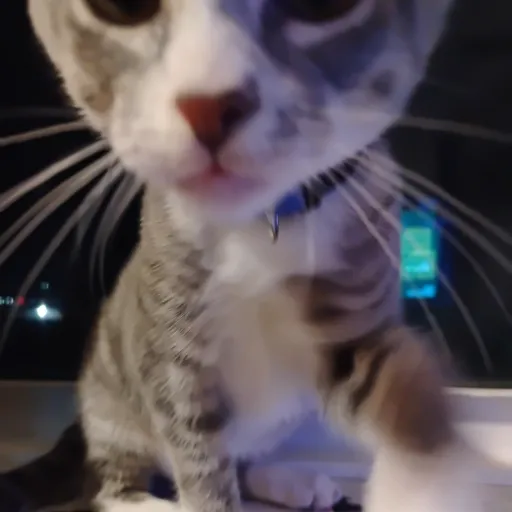 creator Aizawa's dihh's avatar