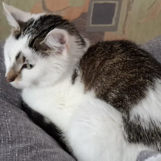 creator Nehlia's avatar