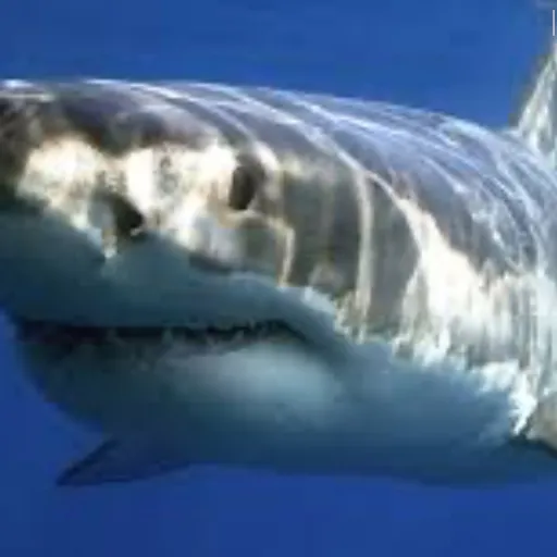 creator SharkLover/Sharkie's avatar
