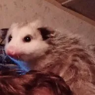 creator psycho killer18's avatar