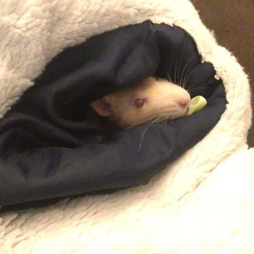 creator PorcusPig's avatar