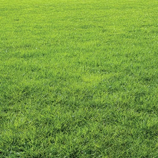 creator somegrass's avatar