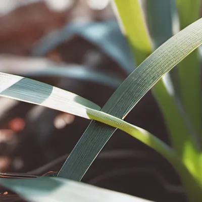 chat with ai character: Grass