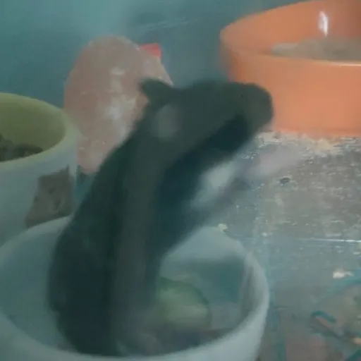 creator HamsterLover51's avatar