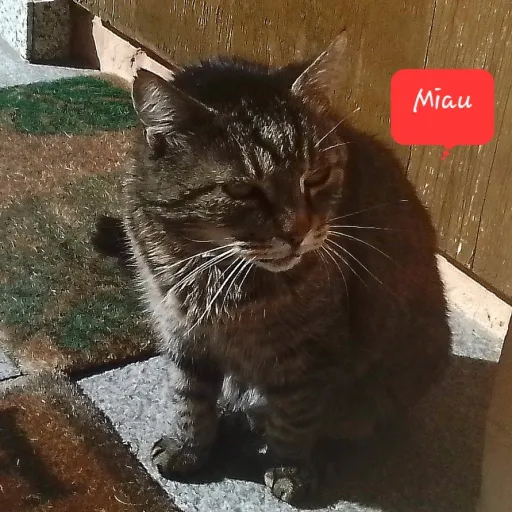 creator MiaMiau18314's avatar