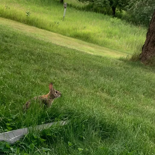 creator Twitch3s's avatar