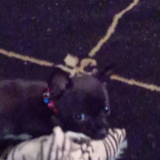 creator SP00KY_V1B3S's avatar