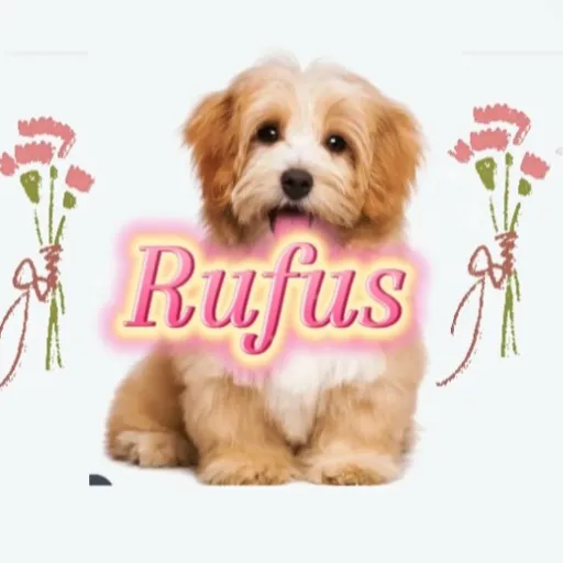 creator loveingggg's avatar