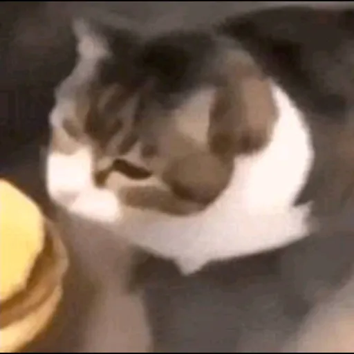 creator ★~bread~★'s avatar