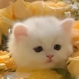 chat with ai character: u name it