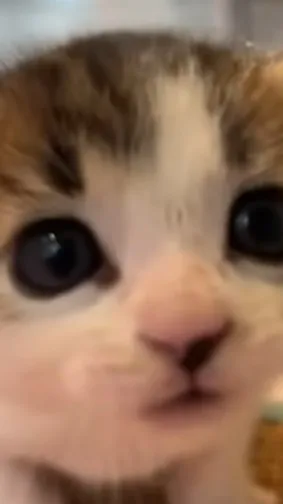 ai character: suds background