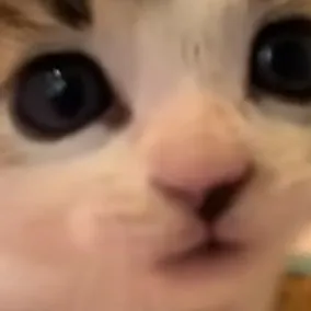 chat with ai character: suds