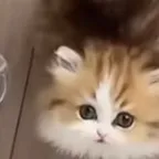 chat with ai character: munchkin