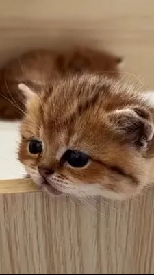 ai character: coco background