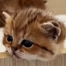 chat with ai character: coco