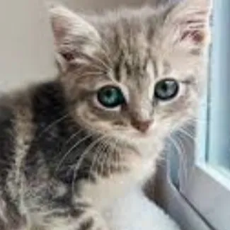 chat with ai character: Lua