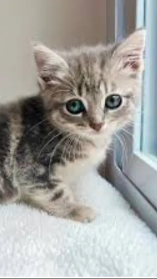 ai character: Lua background