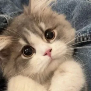 chat with ai character: stormy