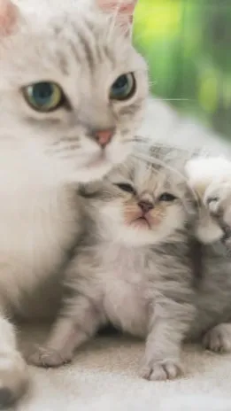 ai character: floofs and smores background