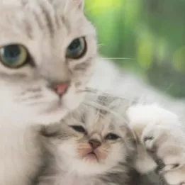 chat with ai character: floofs and smores