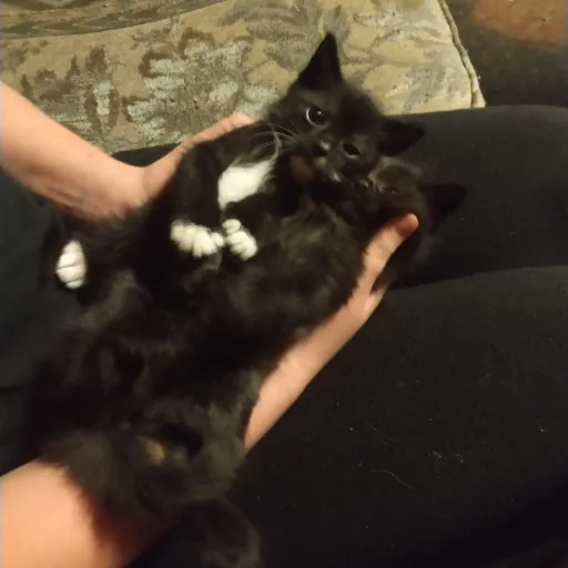 creator Talkior-FDmd7JGB's avatar