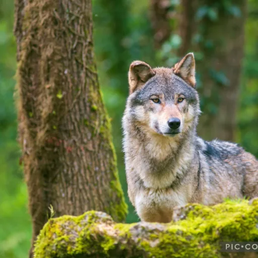 creator Wolfy howl wolf's avatar