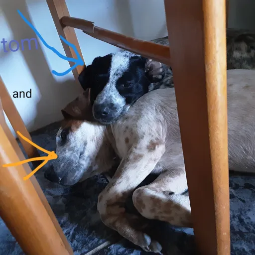 creator petssquad264's avatar