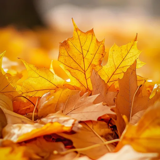 creator falls🍁's avatar