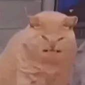 creator seal is humanifyed's avatar