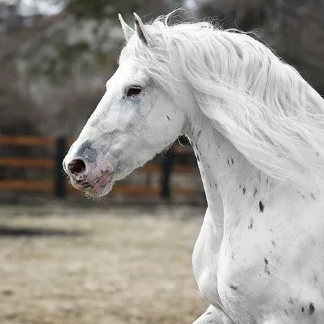 creator ..★Rose★..'s avatar