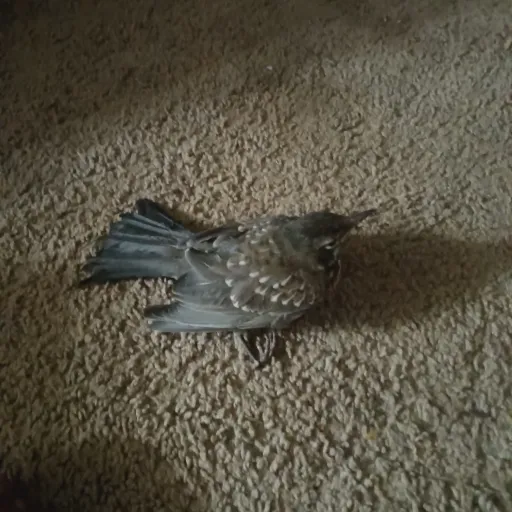 creator FORD9 The BIRD GUY's avatar