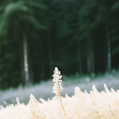 chat with ai character: Grass