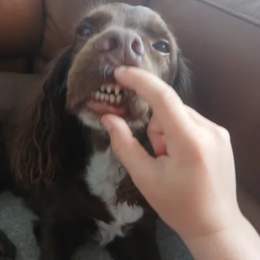 creator Talkior-U7ua7Ymy's avatar