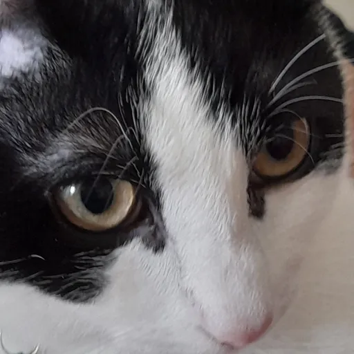 creator catlovefish88's avatar