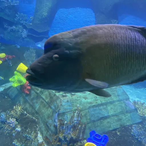 creator AddictedtoRPpizzak's avatar