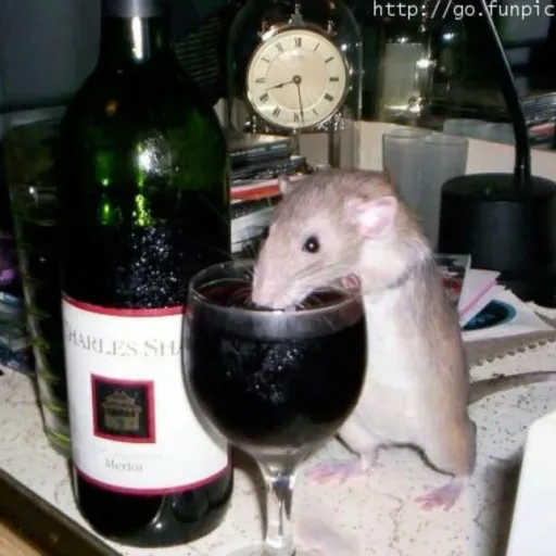 creator alcoholic rat's avatar