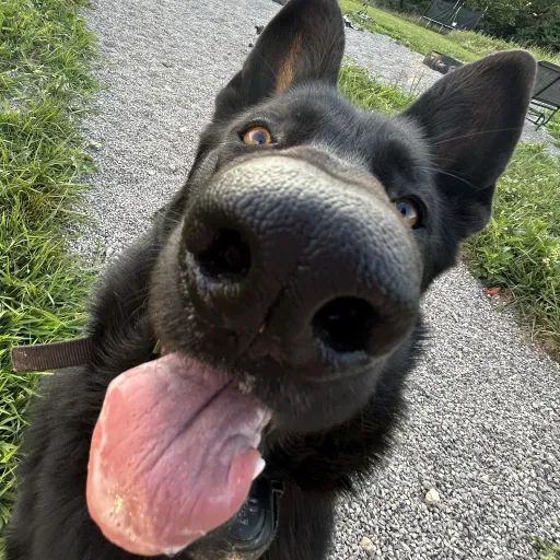 creator Dixie895's avatar